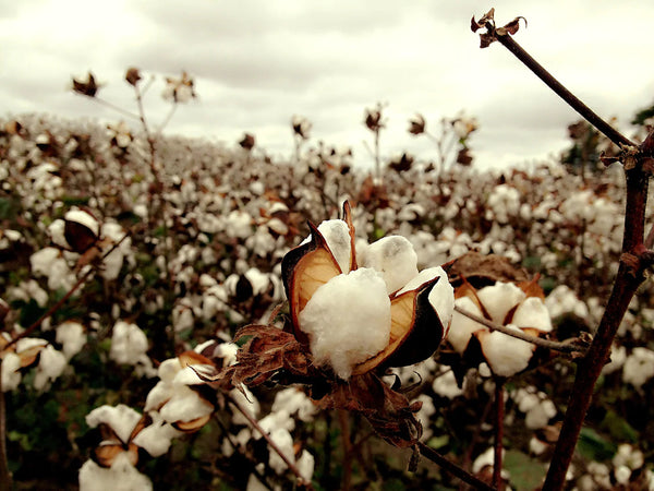 The Origins of Pima Cotton: A Closer Look at Its History and Cultivation